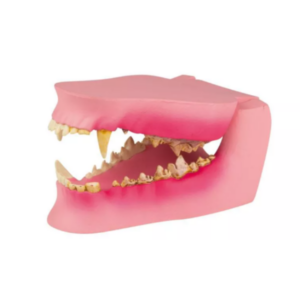 Canine Jaw Healthy/Diseased