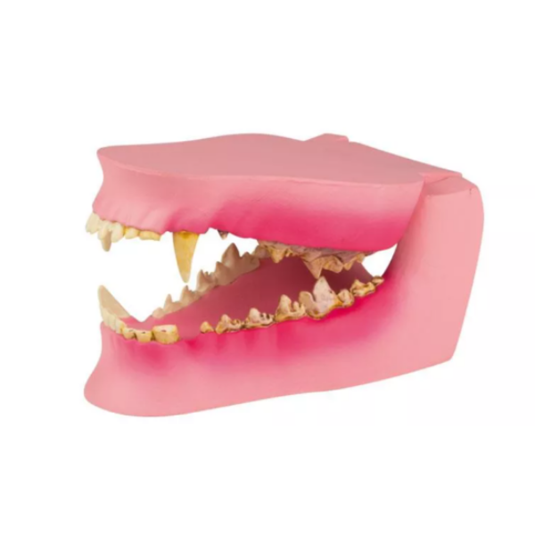Canine Jaw Healthy/Diseased