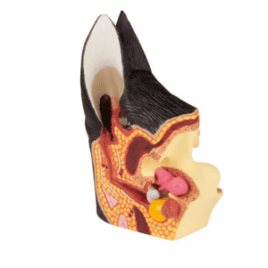 Canine Ear Healthy/Diseased