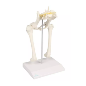 Canine Hip