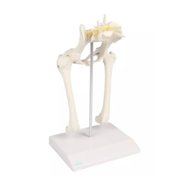 Canine Hip