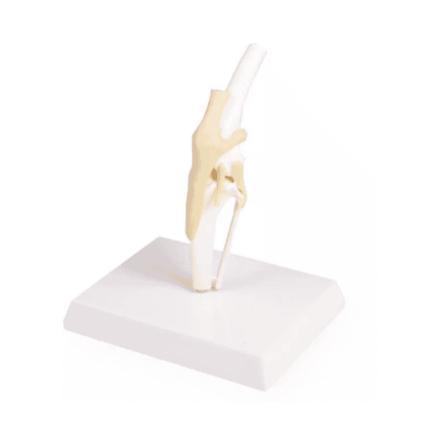 Canine Knee