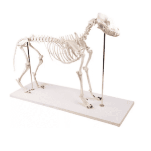 Lifesize Dog Skeleton "Olaf"