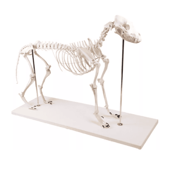 Lifesize Dog Skeleton “Olaf”