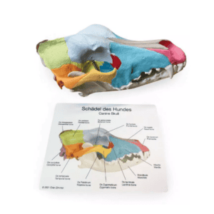 Dog Skull with Didactic Painting