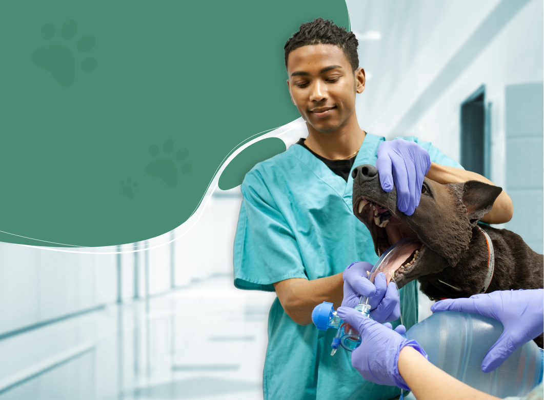 Veterinary Education Insights