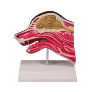Median Section of Dog Head