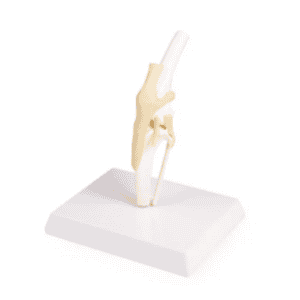 Canine Knee