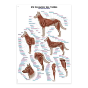 Canine Musculature Chart