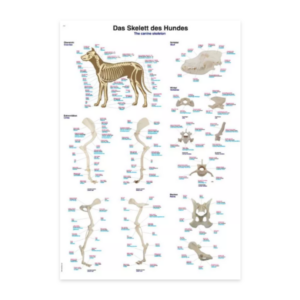 Canine Skeleton Chart