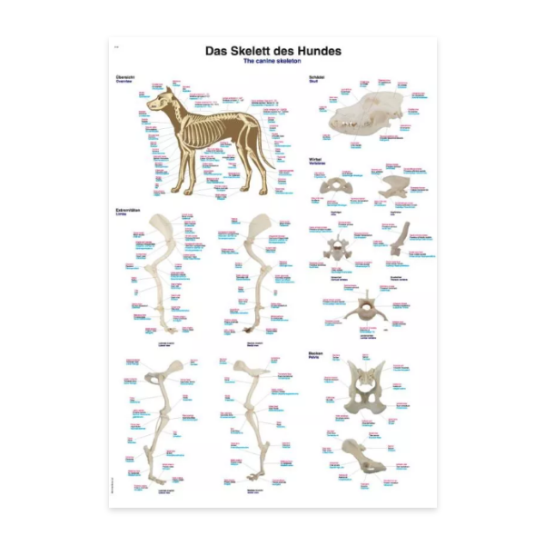 Canine Skeleton Chart