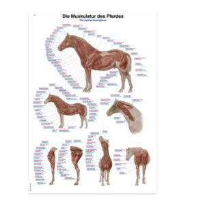 Equine Musculature Chart