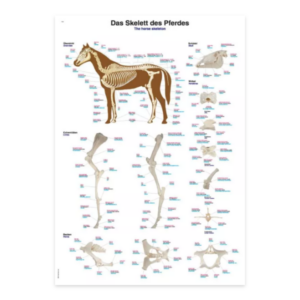 Equine Skeleton Chart