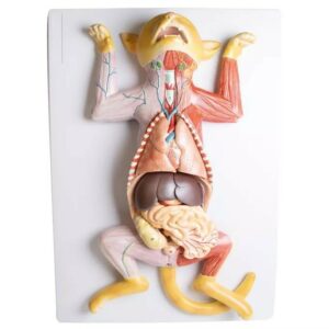 Pregnant Cat Dissection Model