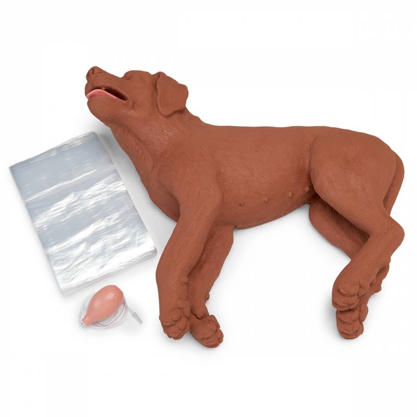 CPR Dog CasPeR