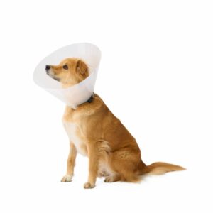 Elizabethan Collar