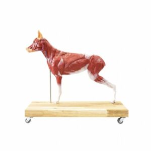Dog Anatomy Model of a German Shepherd