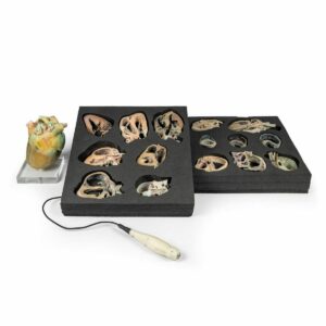 Canine Echocardiography Training Kit