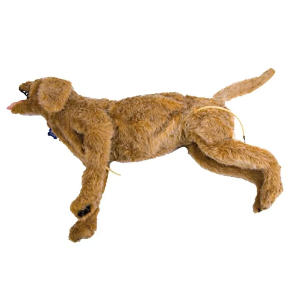Full-Body Canine ER Manikin Critical Care Jerry (CCJ)