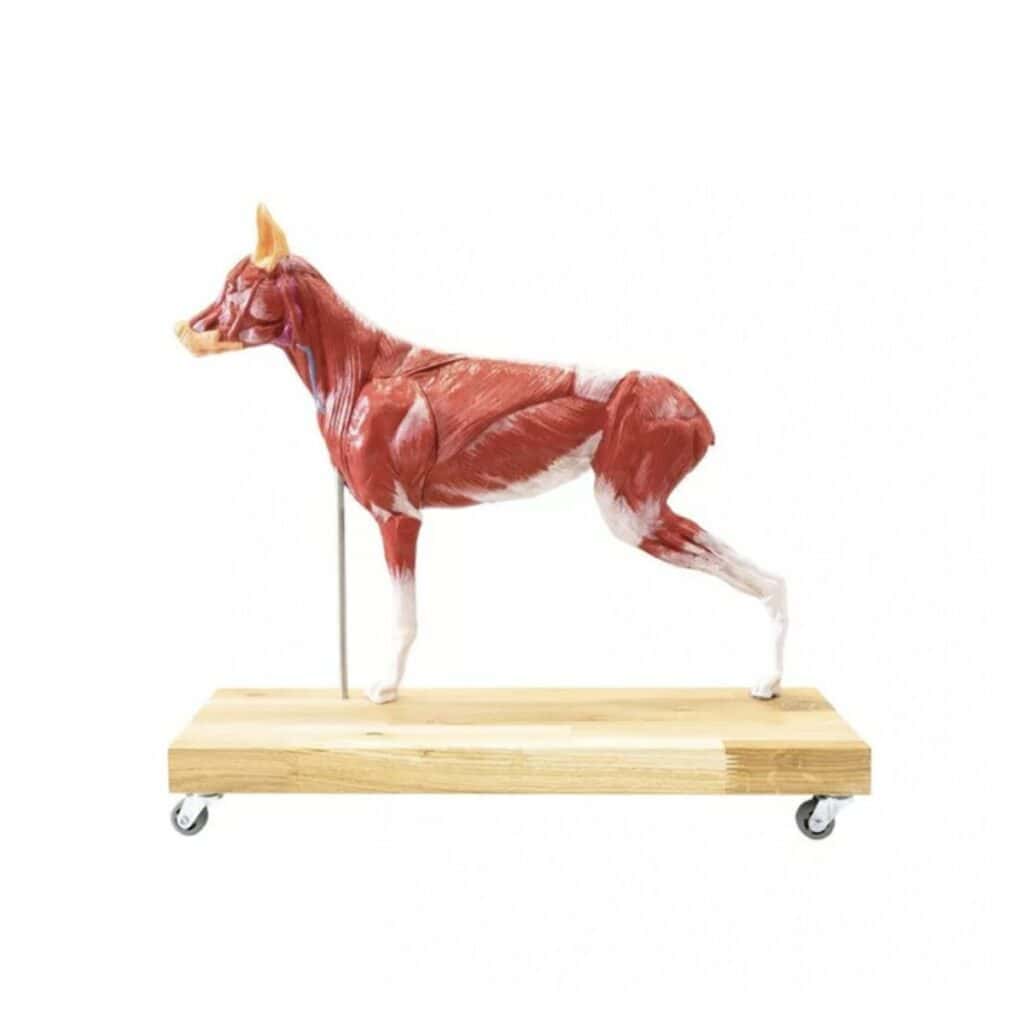 Dog Anatomy Model of a German Shepherd