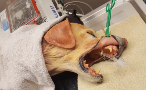 Veterinary Education Insights